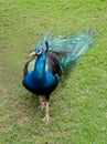 Beautiful peacock with long colorful tail and feathers walking in the garden.Pavo cristatus. Royalty Free Stock Photo