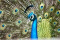 Beautiful peacock look