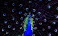 Beautiful peacock makes his display of colorful feathers