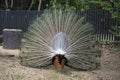 Beautiful peacock. male peacock displaying his tail feathers Royalty Free Stock Photo