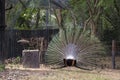 Beautiful peacock. male peacock displaying his tail feathers Royalty Free Stock Photo