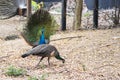 Beautiful peacock. male peacock displaying his tail feathers Royalty Free Stock Photo