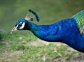 Beautiful peacock in nature close head detail