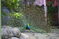 Beautiful peacock with open feather tile with natural environment on the background,exotic male wild bird,ritual dance