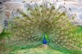Peacock opened its great beautiful tail in biopark. Beautiful peafowl in zoological garden