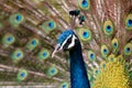 Beautiful peacock opens the tail with spectacular feathers like a big fan
