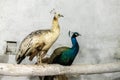 A beautiful peacock pair closeup Royalty Free Stock Photo