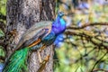 Beautiful peacock perched on a tree in South Africa Royalty Free Stock Photo