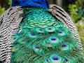 Peacock plumage close up