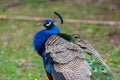 Beautiful peacock portrait Royalty Free Stock Photo