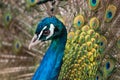 Beautiful peacock, portrait with feathers out