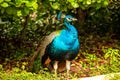 Beautiful peacock portrait under sunlight Royalty Free Stock Photo