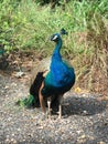 Beautiful peacock proudly standing, Dole Plantation, Oahu Hawaii