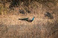 Beautiful peacock resting in dry high grass. India.  Rajaji national Park Royalty Free Stock Photo