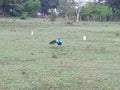 Beautiful peacock roaming around in the fields