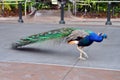 Beautiful peacock at San Diego zoo