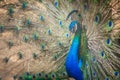 Beautiful peacock showing beautiful plumage and spreading tail-feathers in breading season. Royalty Free Stock Photo