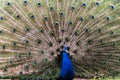 Peacock and its beautiful feathers