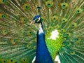 Detail, Peacock. Beautiful bird.