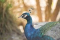 A beautiful peacock with a soft background
