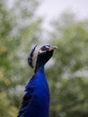 Beautiful peacock in a soft-focus