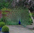Beautiful peacock with spread tail with large peacock eyes on tail