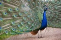 Male peafowl, peacock with shimmering display of eye spot feather Royalty Free Stock Photo