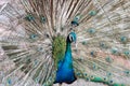Beautiful peacock straightened fluffy tail with multi-colored feathers: blue and green Royalty Free Stock Photo
