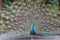 Beautiful peacock straightened fluffy tail with multi-colored feathers: blue and green Royalty Free Stock Photo