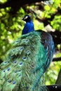 A beautiful peacock tail features