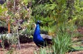 Beautiful peacock in Taronga Zoo, Sydney, Australia