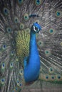 Lovely Peacock with Vibrantly Colored Feathers on Display