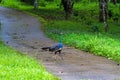 Beautiful peacock walking on green grass Royalty Free Stock Photo