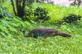 Beautiful peacock walking on green grass Royalty Free Stock Photo