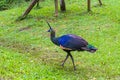 Beautiful peacock walking on green grass Royalty Free Stock Photo