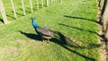 Beautiful Peacock walking on the green lawn.