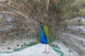 Beautiful peacock walking with its large fan-shaped feathers open Royalty Free Stock Photo