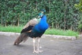 A beautiful peacock in Mexico City Royalty Free Stock Photo