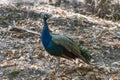 Peacock walking in the park Royalty Free Stock Photo