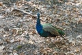 Peacock walking in the park Royalty Free Stock Photo