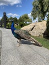 A beautiful peacock walks in the park Royalty Free Stock Photo