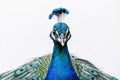 A beautiful peacock on a white background created with generative AI technology Royalty Free Stock Photo