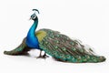 A beautiful peacock on a white background created with generative AI technology Royalty Free Stock Photo