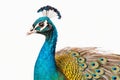 A beautiful peacock on a white background created with generative AI technology Royalty Free Stock Photo