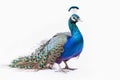 A beautiful peacock on a white background created with generative AI technology Royalty Free Stock Photo