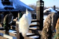 Beautiful peacock in winter park. A beautiful blue peacock is sitting in the park in the snow. Decorative bird in the park, zoo in Royalty Free Stock Photo