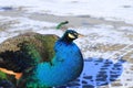 Beautiful peacock in winter park. A beautiful blue peacock is sitting in the park in the snow. Decorative bird in the park, zoo in Royalty Free Stock Photo