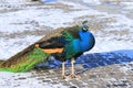 Beautiful peacock in winter park. A blue peacock is sitting in snow park . Decorative bird in park, zoo in winter Royalty Free Stock Photo