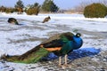 Beautiful peacock in winter park. A blue peacock is sitting in snow park . Decorative bird in park, zoo in winter Royalty Free Stock Photo