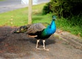 Beautiful Peacock Swaggering At Lake Hume NSW Australia Royalty Free Stock Photo